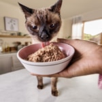 Does Your Cat Need a High-Protein Cat Food?