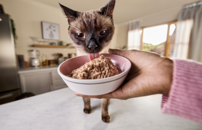 Are there any cons to a high-protein cat food diet? For healthy cats, high-protein diets are generally safe and beneficial. However, cats with certain medical conditions, like kidney disease, are not good candidates for this diet. Talk to your veterinarian about the best food for your cat. Can cats be allergic to protein? Cats can develop food allergies to specific protein sources, like chicken, beef, dairy, or fish. A veterinarian can help identify what your cat is allergic to through an elimination diet trial. Which cat food is the highest in protein? Many canned foods have 40%–50% protein or even higher on a dry matter basis. For example, Purina Pro Plan All Life Stages High Protein Classic Entree Tuna Pate Wet Cat Food contains over 50% protein on a dry matter basis. Is 40% protein too much for cats? No, 40% protein is usually not too much for healthy cats, but check with your vet to confirm what’s right for your individual cat.