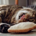 How To Give a Cat the Heimlich Maneuver