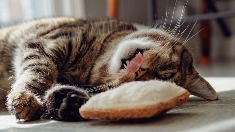 cat heimlich: cat lying down next to toy
