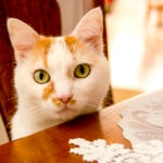 19 Holiday Foods To Keep Away From Your Cat