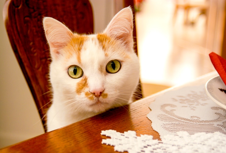 An orange and white cat sits at a wooden dinner table dressed for the holidays.