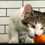 Can Cats Eat Carrots?
