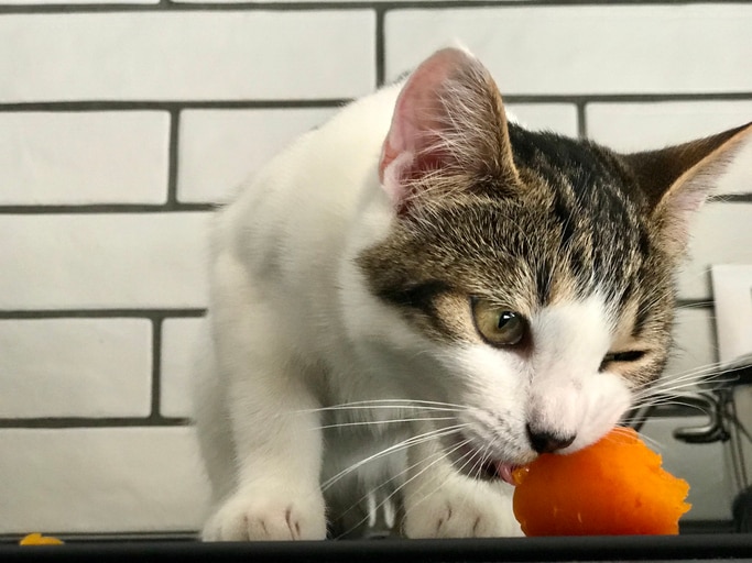 A white and brown tabby cat nibbles on a steamed carrot.