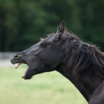 Why Is My Horse Yawning All the Time? Is This Normal?
