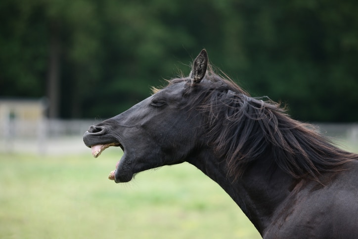 A black Fresian horse yawns in the pasture.