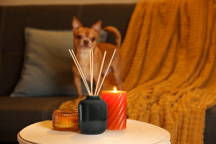 A light brown Chihuahua stands on a sofa in front of a small table with a candle, essential oils, and a diffuser.