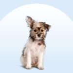 A small Chorkie dog sitting on a blue background