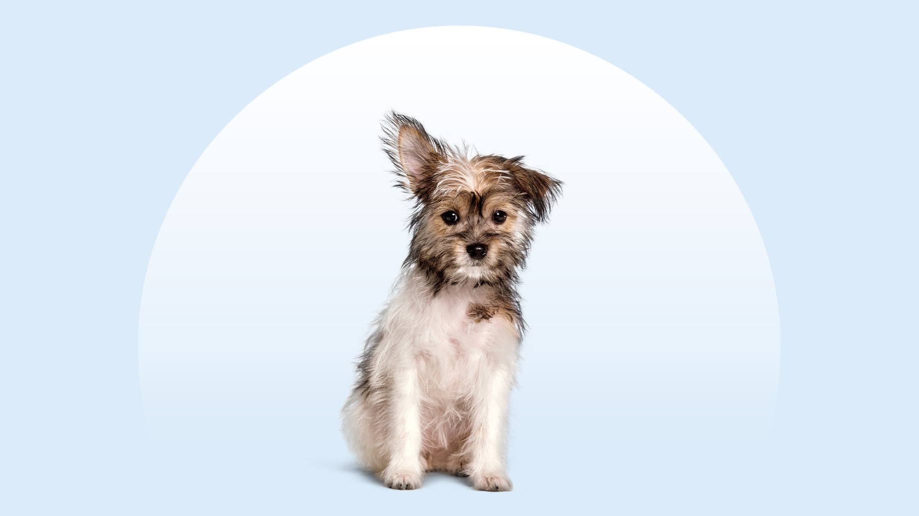 A small Chorkie dog sitting on a blue background