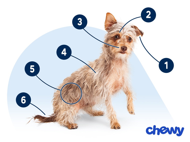 Photo of a Chorkie