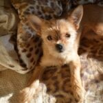 A brown Chorkie dog lying on a bed
