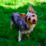 A Chorkie dog standing in grass and tilting his head