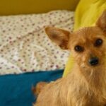 Brown Chorkie dog in bed