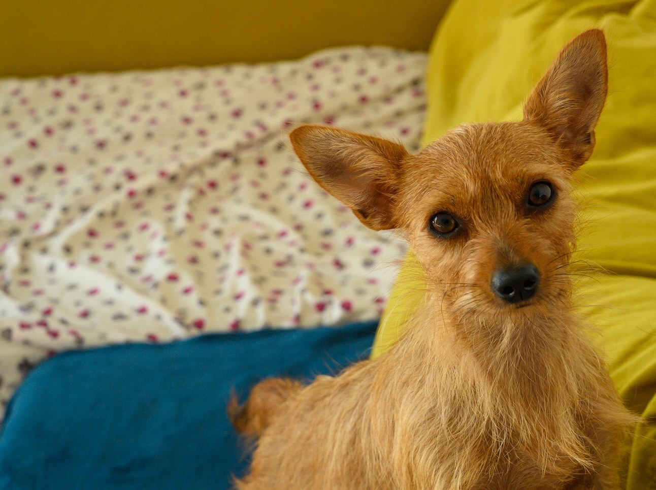 Featured image suggestion: a happy Chorkie sitting on a cozy blanket, showing its small size, alert ears, and expressive eyes