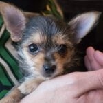 close-up of a Chorkie puppy being held