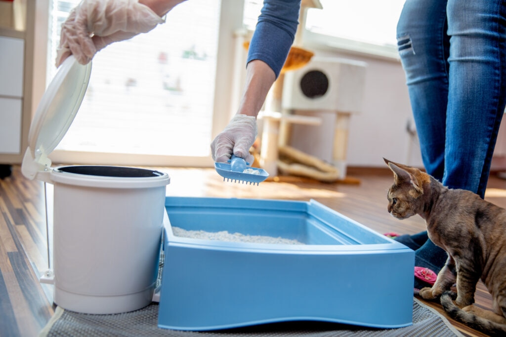 a person scoops cat waste while cleaning a litter box.