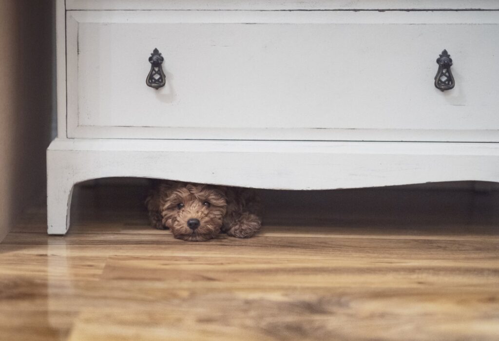 Small puppy hiding under a dresser. Learn about noise phobia in dogs and noises that scare dogs.