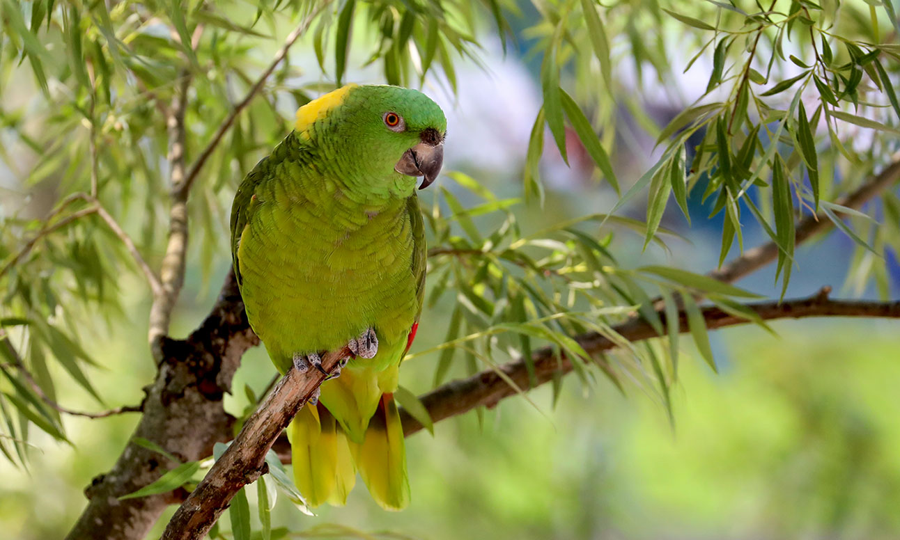 yellow naped amazon parrot sites on a tree branch