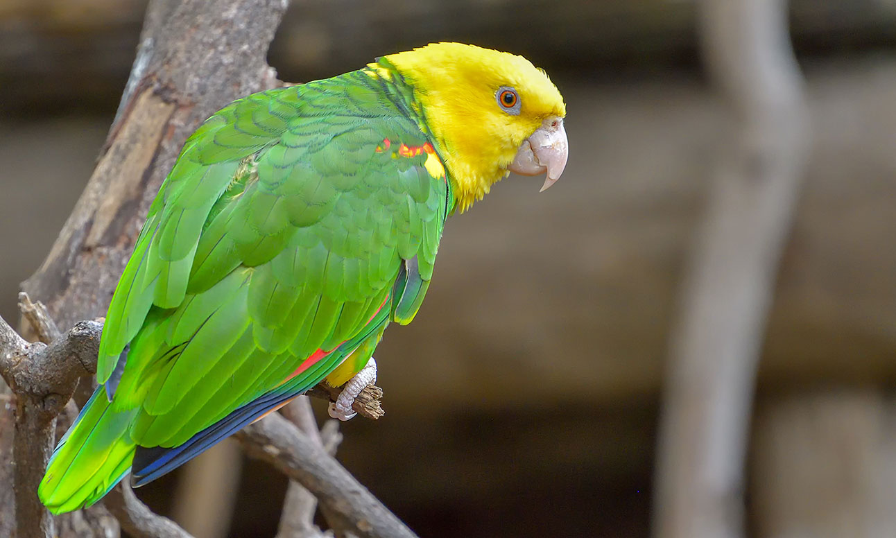 Double Yellow-Headed Amazon perched on tree branch