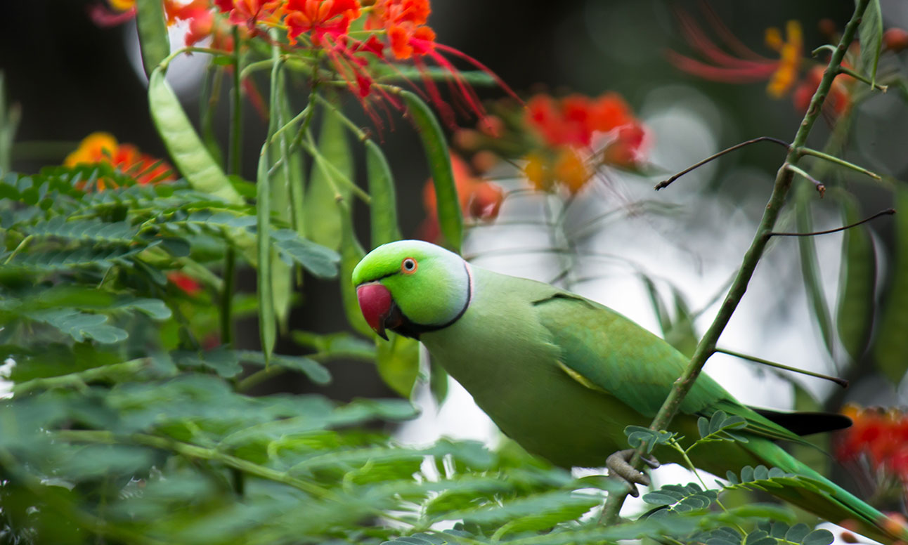 Indian Ringed Neck Parakeet looking at camera against lush background