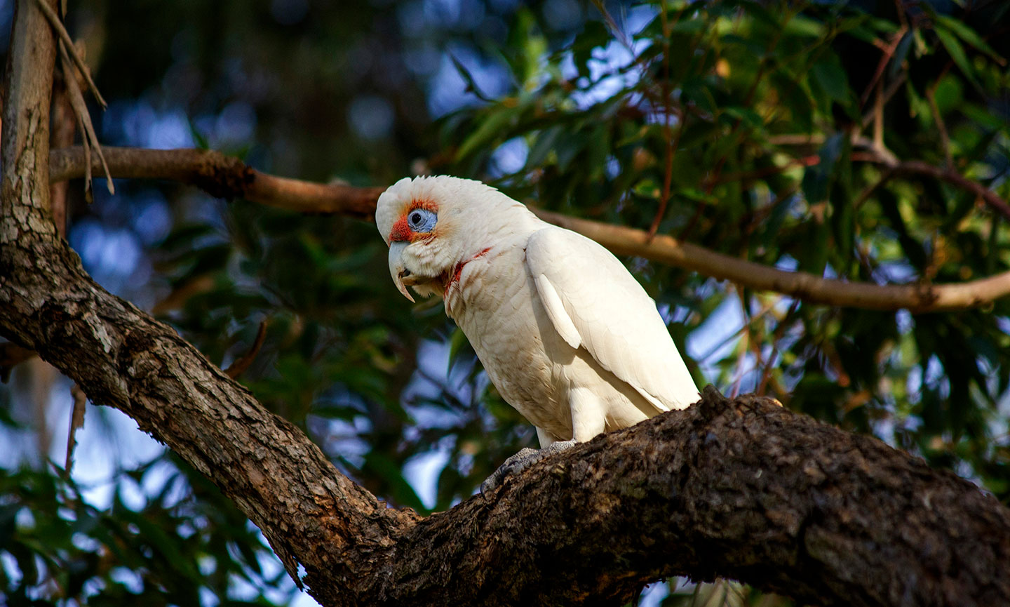 Long-billed Corella in a tree