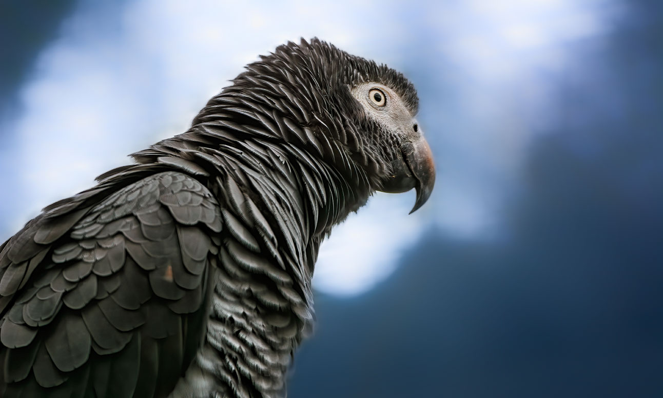 Timneh African grey parrot