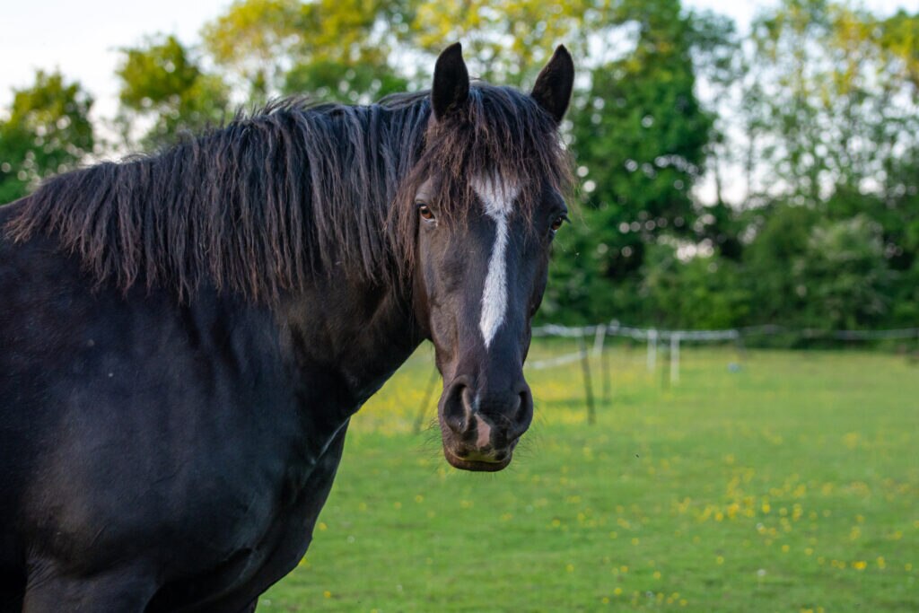 Dark horse with blaze looks at camera