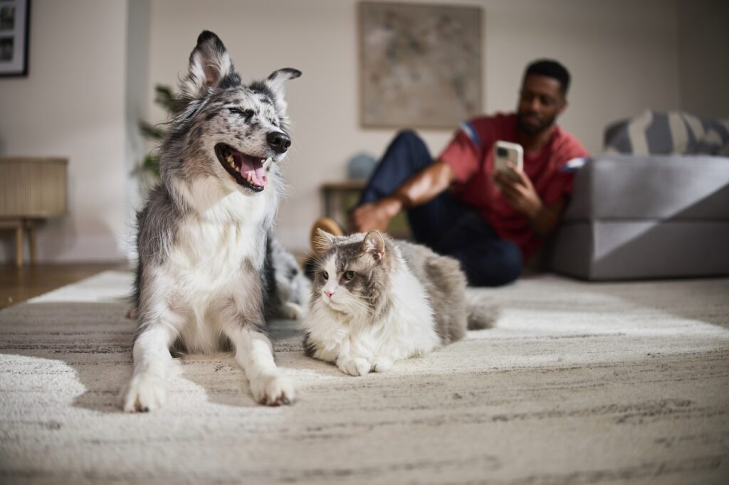 A cat and dog sitting on the floor with a person on their phone in the background.