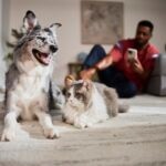 How To Create a Pet-Friendly Home