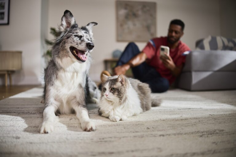 A cat and dog sitting on the floor with a person on their phone in the background.
