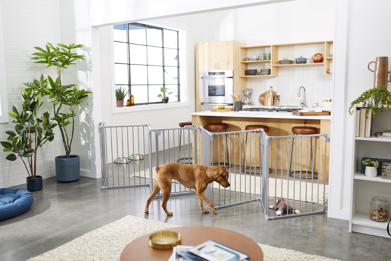 A Vizsla looking at a toy on the other side of a dog gate