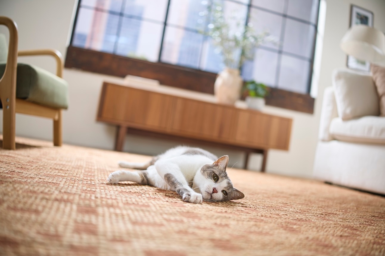 A gray and white cat lying on carpet