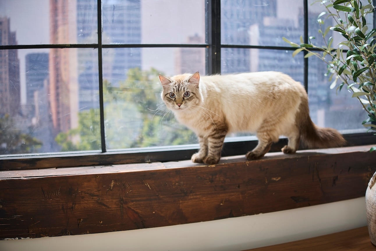 Cat standing on a windowsill