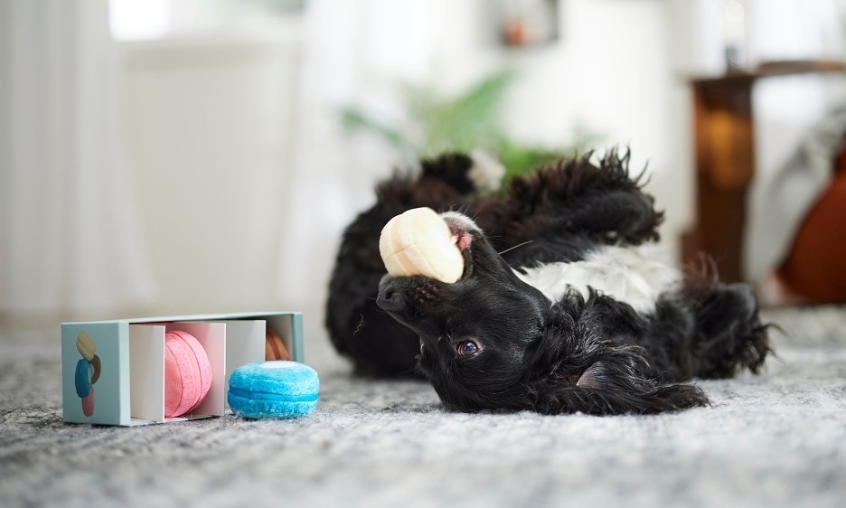 fluffy black dog plays with stuffed toys while rolling on floor.