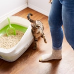 What Is Cat Litter Made Of?