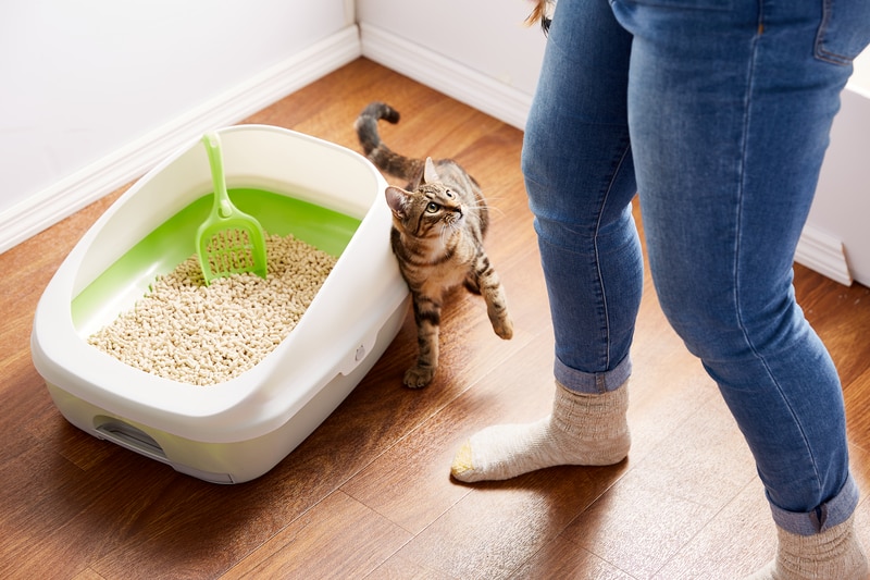 a cat stands near a litter box in front of human.