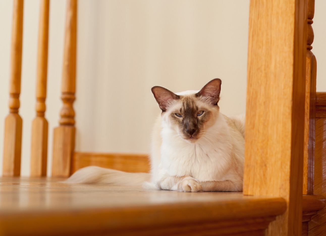 A Javanese cat, a hypoallergenic cat breed, lying at the top of a staircase