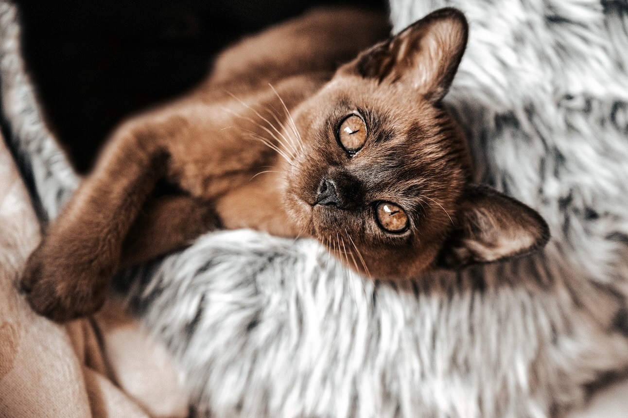 Hypoallergenic cat breed, the burmese, lying in a fuzzy cat bed