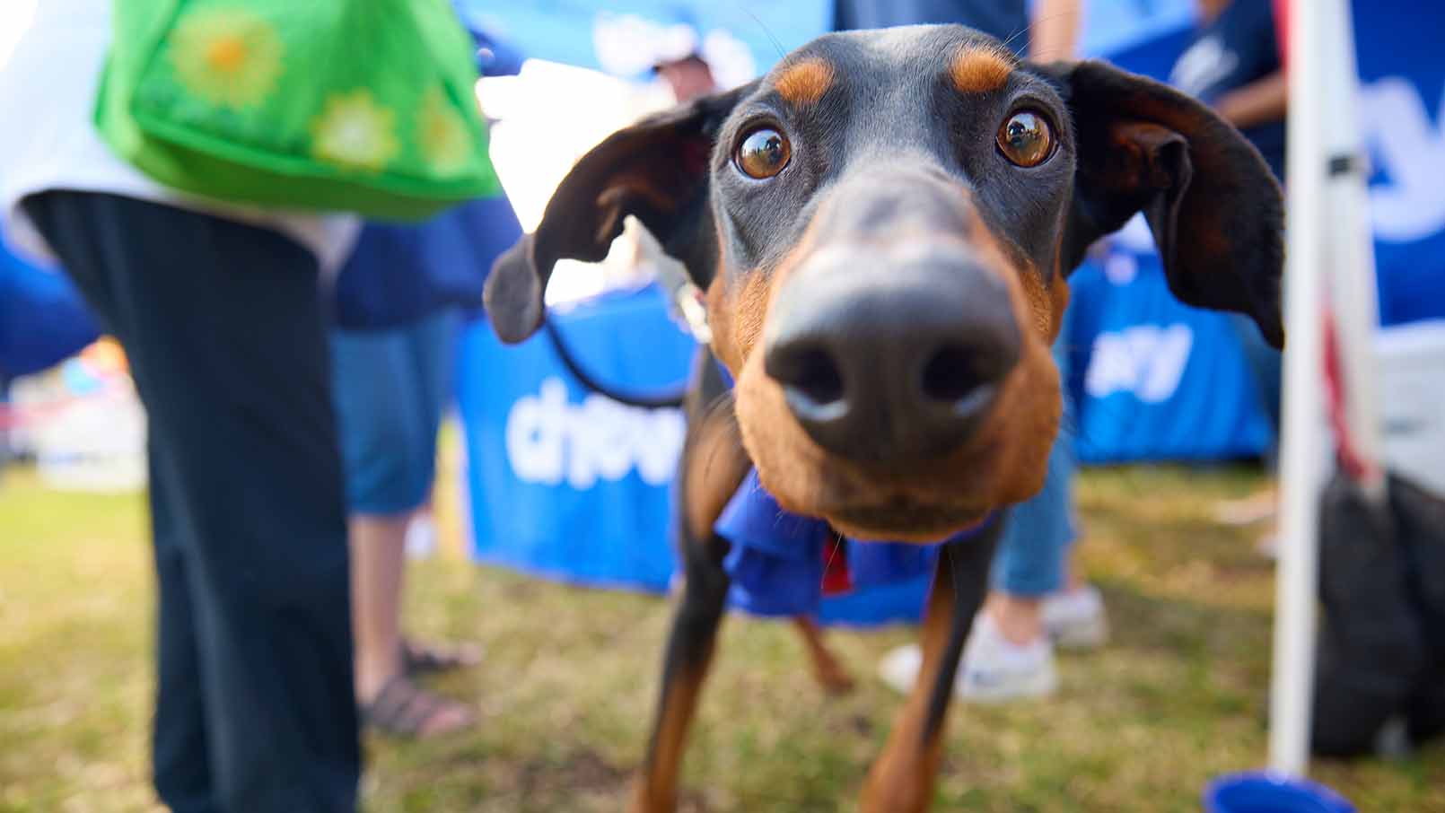 A shelter dog sniffing the camera