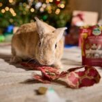Chewy Claus Wish-A-Thon: Support the House Rabbit Society
