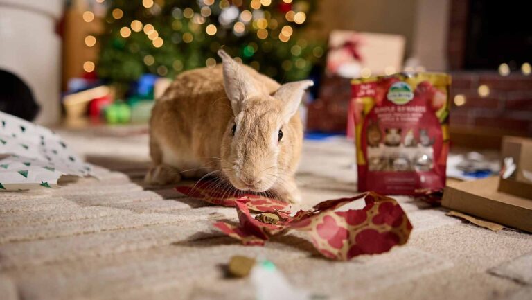 A rabbit sniffing at treats in front of a Christmas tree