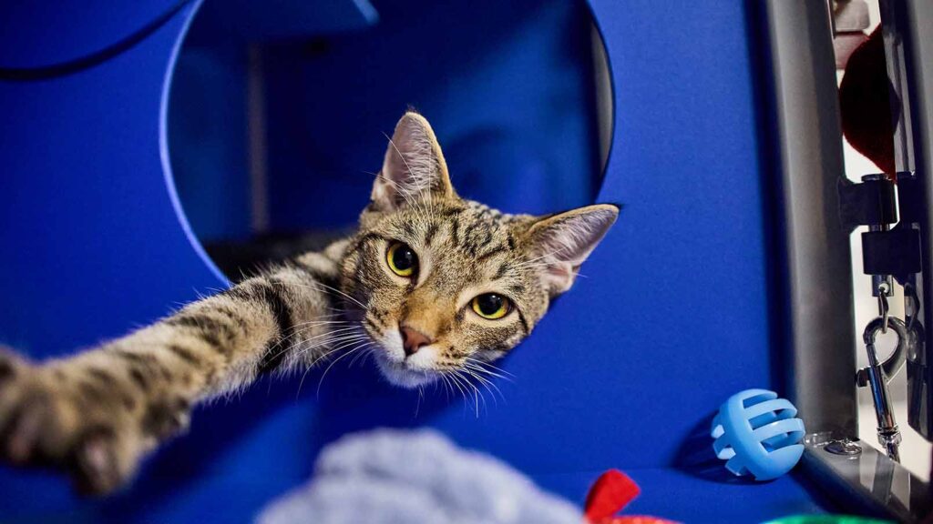 A cat at a shelter reaching for a toy