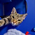 Chewy Claus Wish-A-Thon: Support Phoenix Animal Rescue