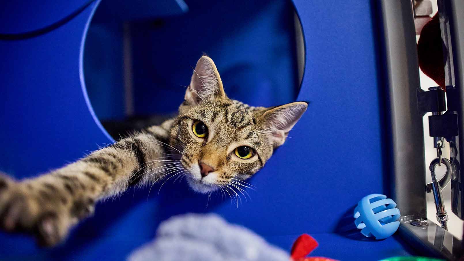 A cat at a shelter reaching for a toy