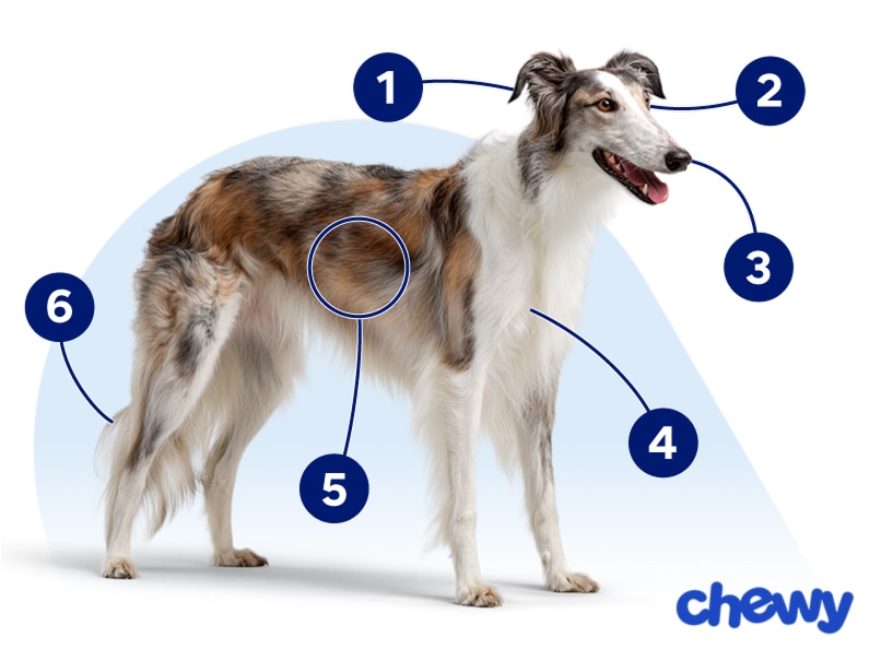 Photo of a Silken Windhound