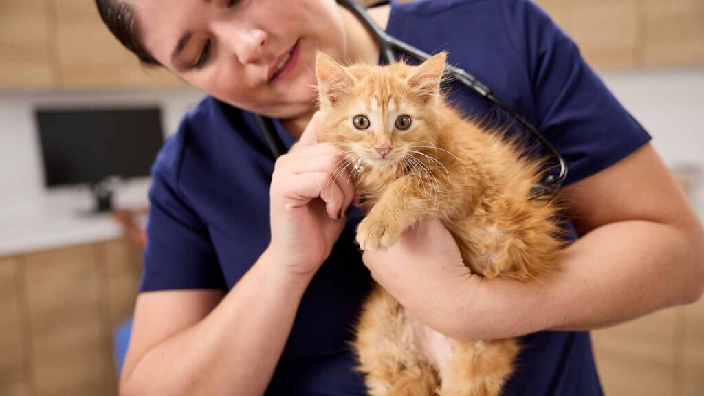 A veterinarian examining an orange kitten