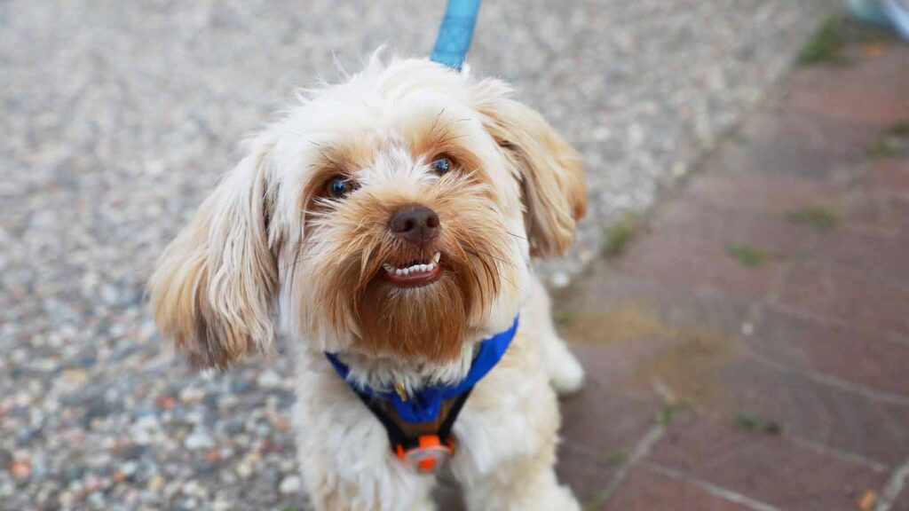 A small dog on a leash looks up at the camera