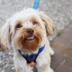 Chewy Claus Wish-A-Thon: Support Doggie Harmony