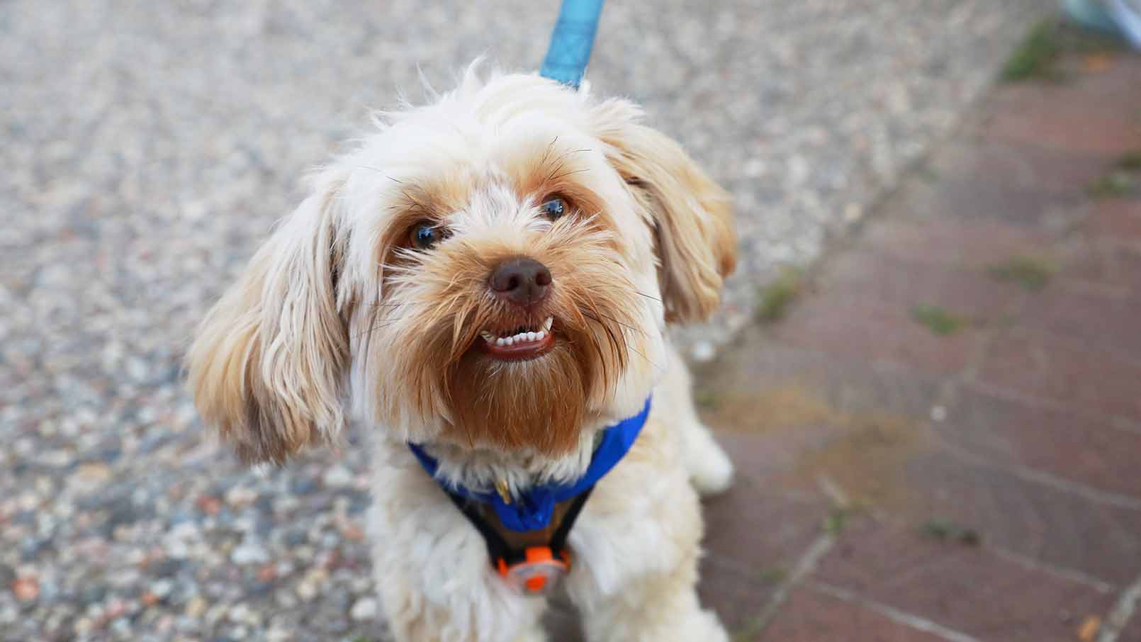 A small dog on a leash looks up at the camera