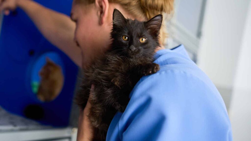 A rescue worker holding a black cat